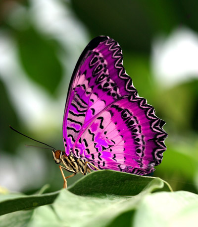 butterfly 4 (400x457, 72Kb)