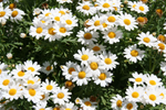  niagra-white-daisies (700x466, 409Kb)
