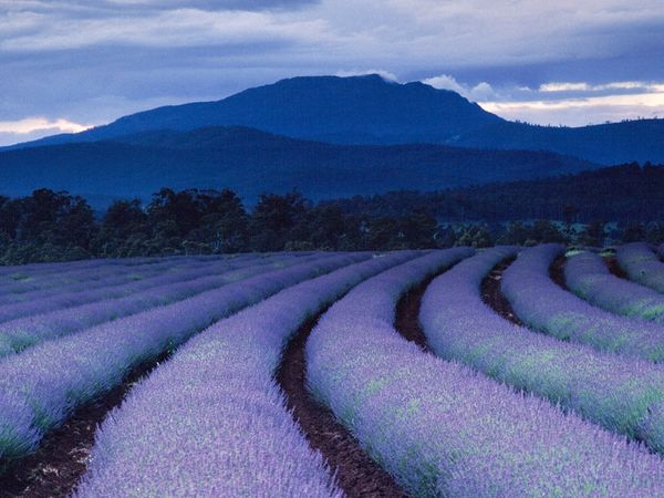 4145798_purple-fields-ludwig_1490_600x450(2) (600x450, 49Kb)