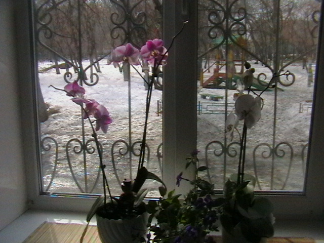 IMGA0586 (640x480, 119Kb)