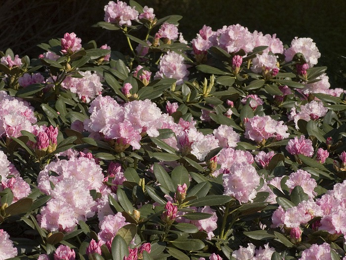 Rhododendron Silberwolke (700x525, 160Kb)