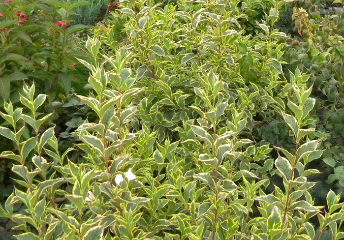  'Nana variegata'. (700x488, 198Kb)