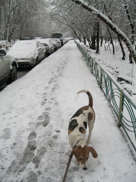 3939699_IMG_4318 (450x600, 109Kb)