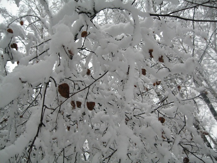 3939699_IMG_4330 (700x525, 134Kb)