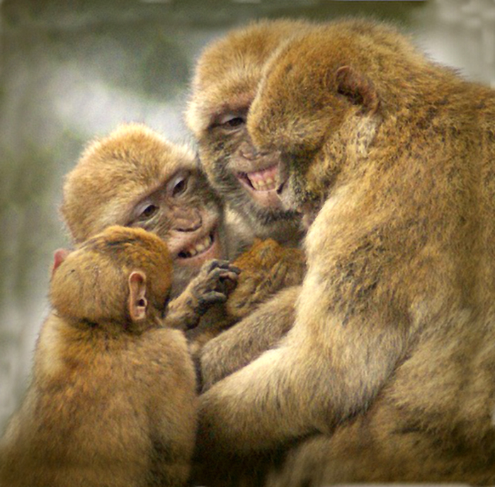 Общение в мире животных. Коммуникация обезьян. Стая обезьян. Милые обезьянки. Семья обезьян.