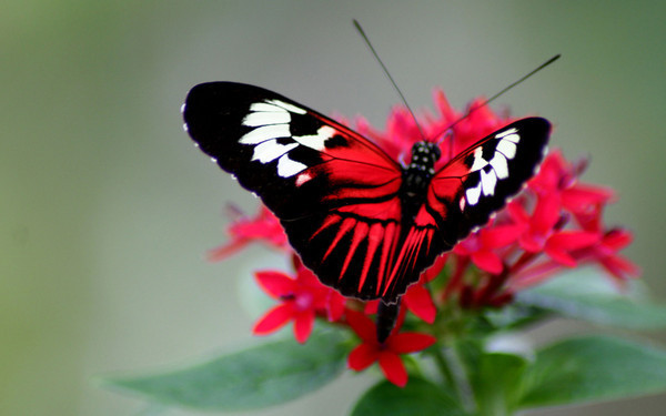 butterfly_dawnashley_nd (600x375, 51Kb)