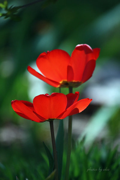 tulip_sunshine_by_1001G (400x600, 34Kb)
