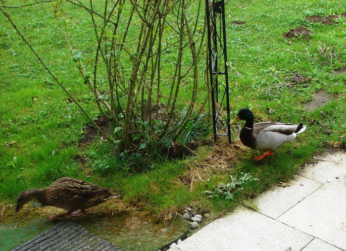 DSC09362 (700x507, 212Kb)