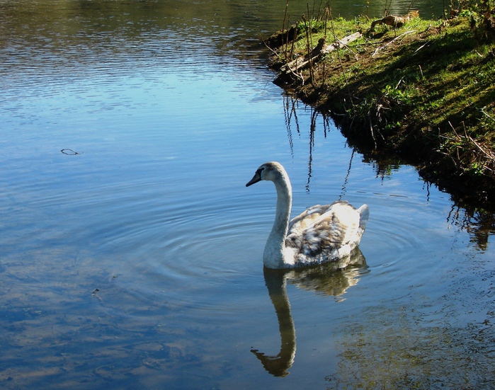 DSC09397 (700x551, 214Kb)