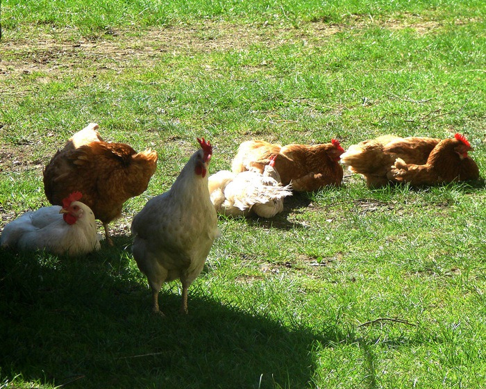 DSC09437 (700x560, 253Kb)