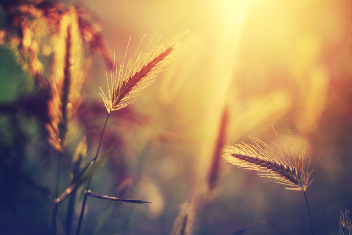 3587918_102 (700x467, 78Kb)