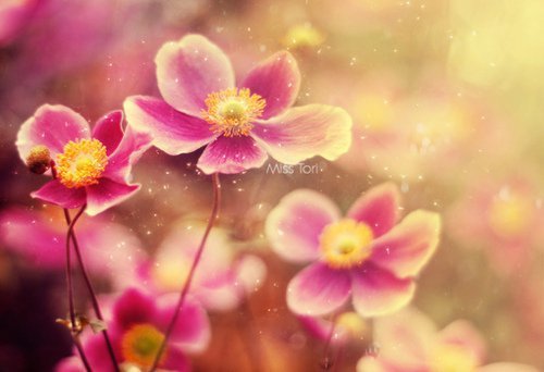 3587918_116(1) (500x342, 30Kb)