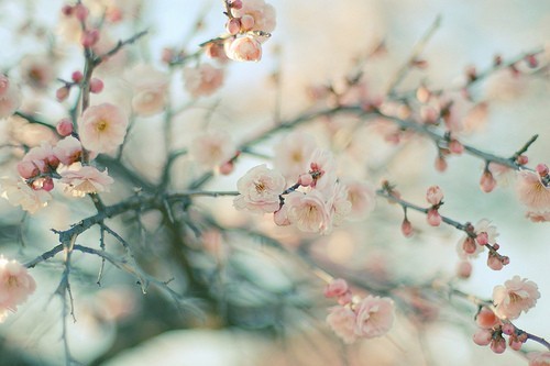 3587918_128 (500x333, 38Kb)