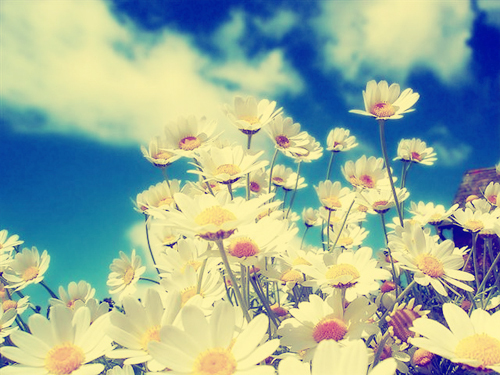 3587918_130 (500x375, 217Kb)