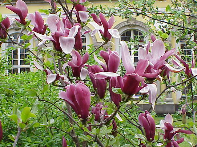 Magnolia-purpurowa (640x480, 75Kb)