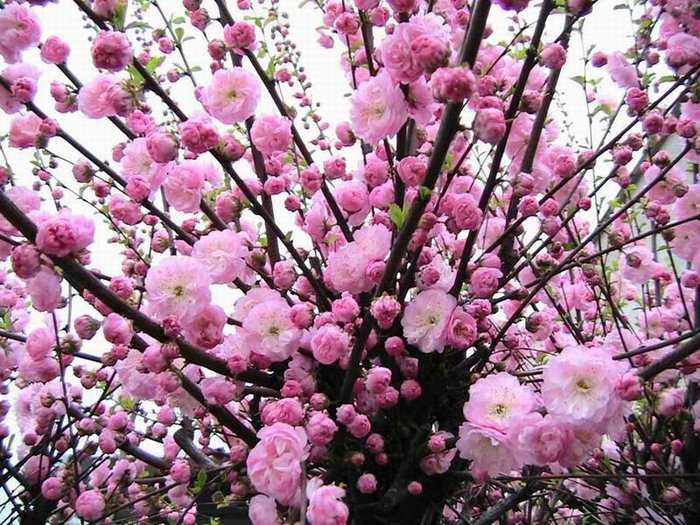 1295034713_prunus_triloba (700x525, 134Kb)