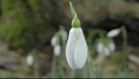3113059_Snowdrop_flower_time-lapse-new (480x272, 4621Kb)