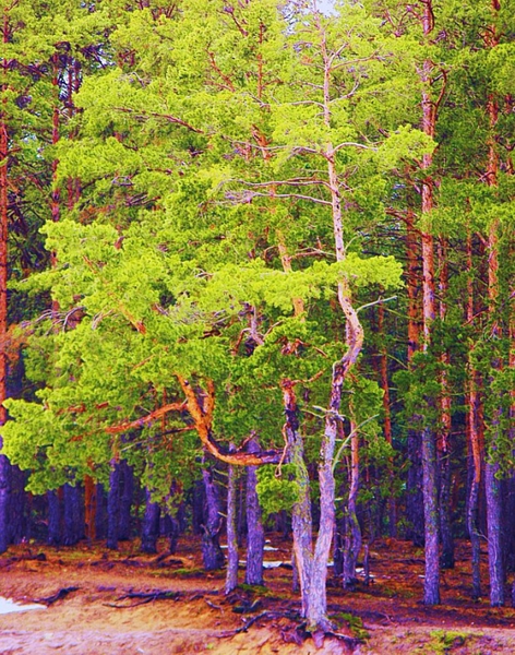 4344169_1304-1057-2 (472x600, 327Kb)