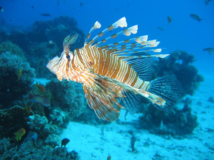 800px-lionfish_in_coral_reef_2004-11-17 (700x525, 69Kb)