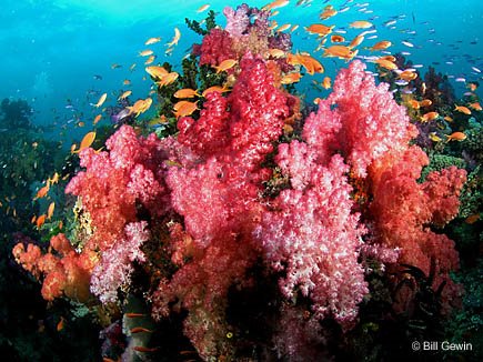 corals-770759 (435x326, 63Kb)