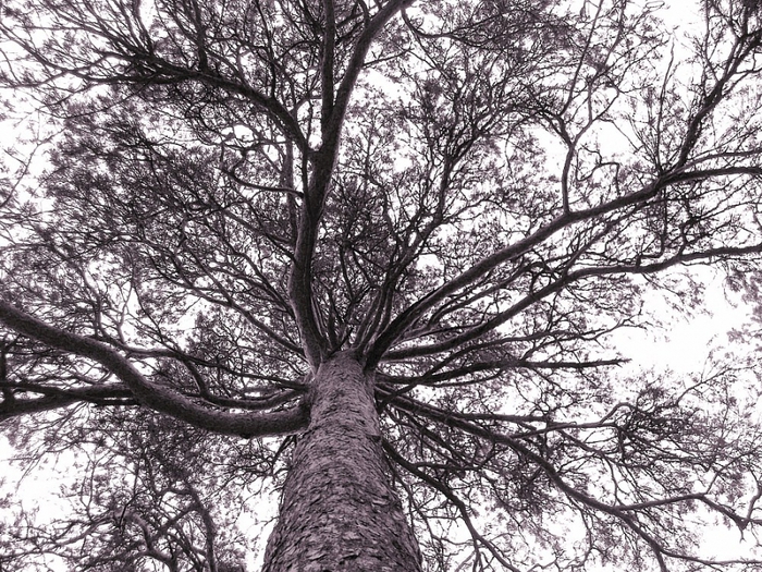 4344169_1304-1109-2 (700x525, 393Kb)
