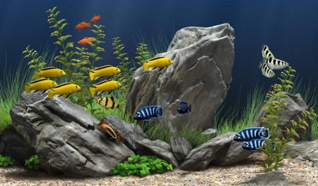 3424885_dream_aquarium_11870_rus__24_novyx_akvariuma_874895 (640x375, 46Kb)