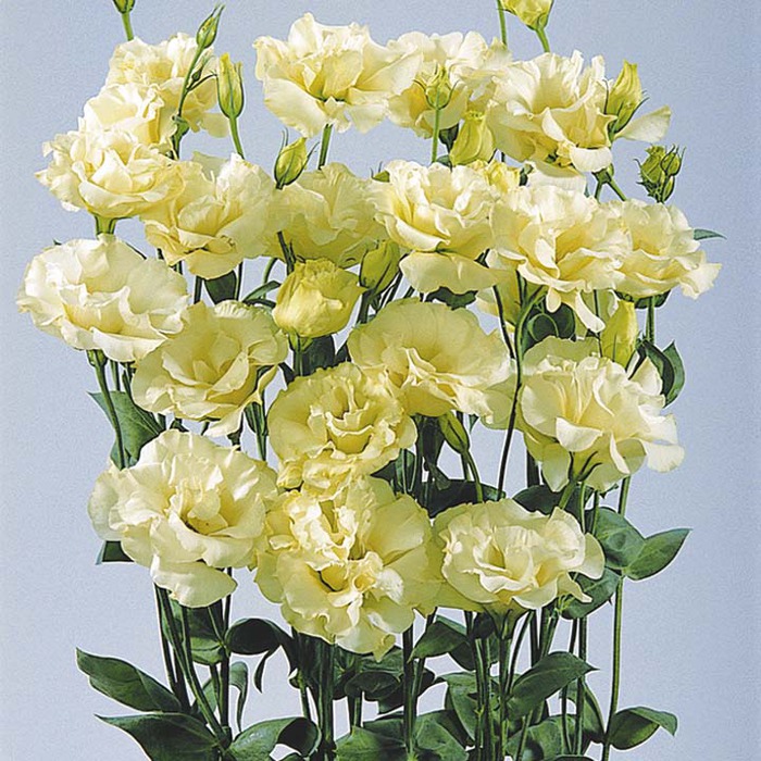 eustoma elou_enl (700x700, 175Kb)