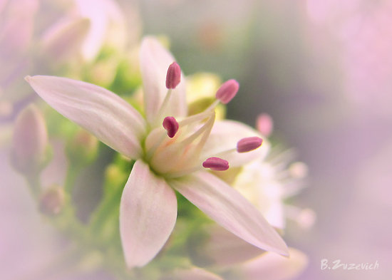 work_6311143_1_flat,550x550,075,f_tiny-jade-blossom (550x393, 31Kb)