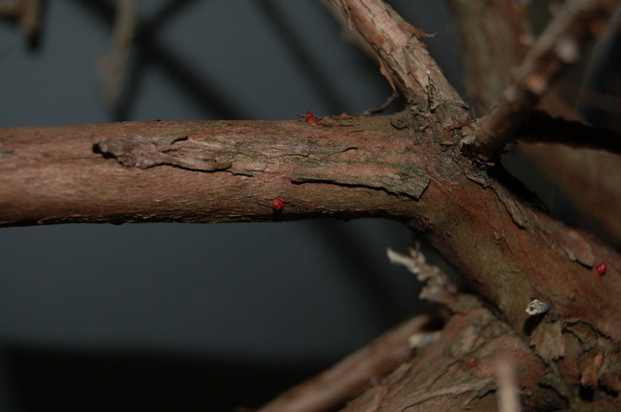 DSC_1087 (700x465, 67Kb)