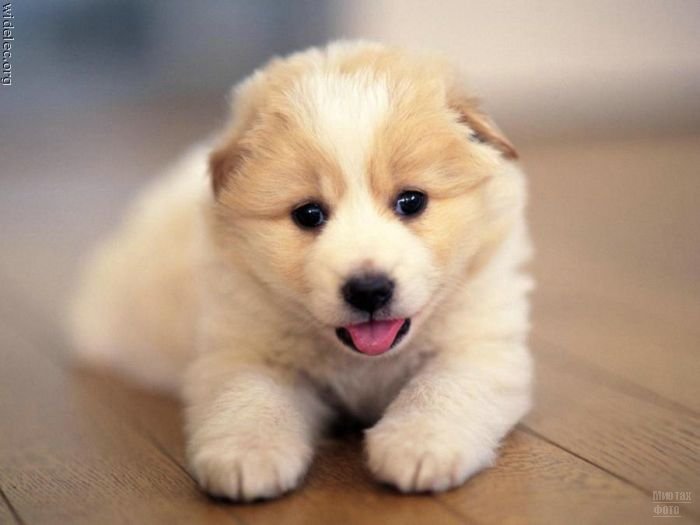 1276618276_cute_puppies_43 (700x525, 35Kb)