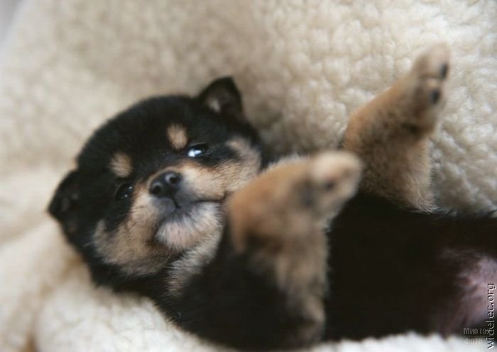 1276618296_cute_puppies_104 (700x497, 35Kb)