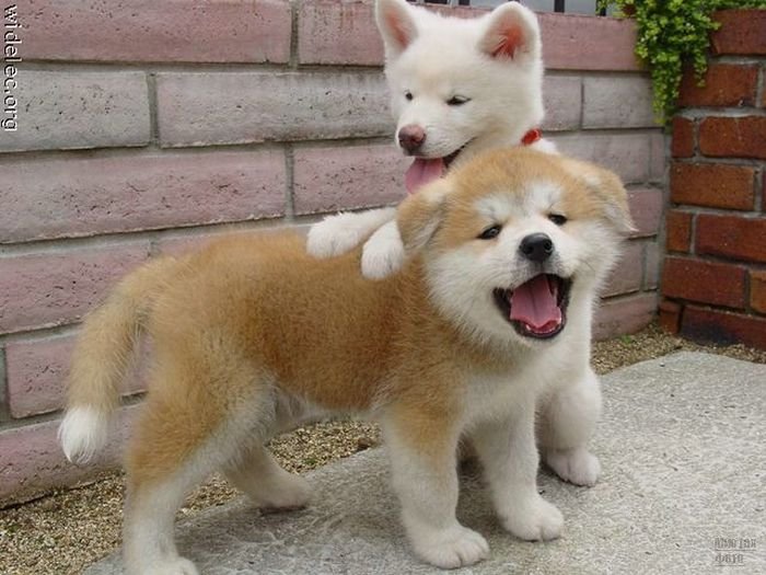 1276618307_cute_puppies_47 (700x525, 75Kb)