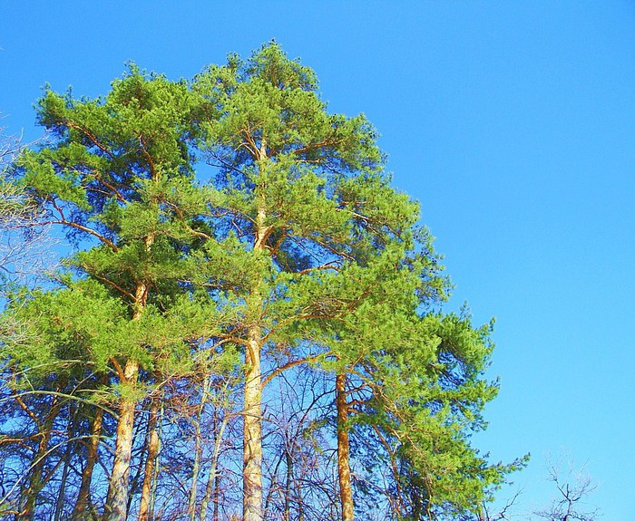 4344169_10411061 (700x575, 175Kb)