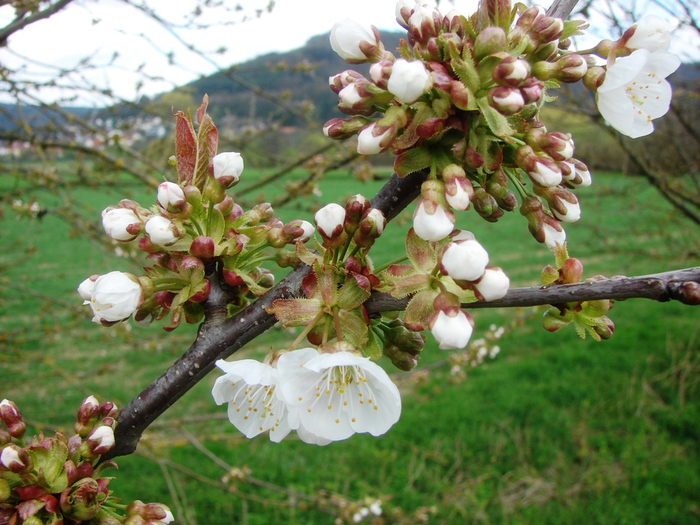 DSC09648 (700x525, 232Kb)