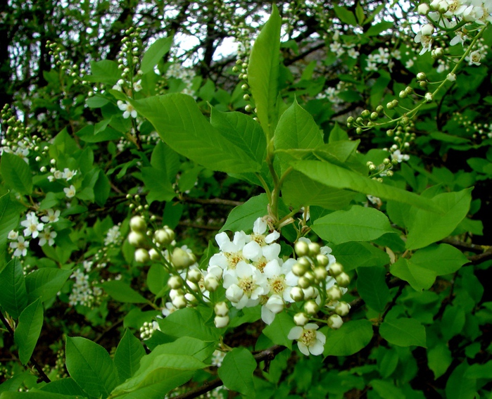 DSC09644 (700x567, 233Kb)