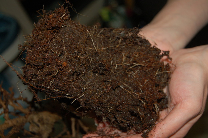 DSC_1095 (700x465, 98Kb)