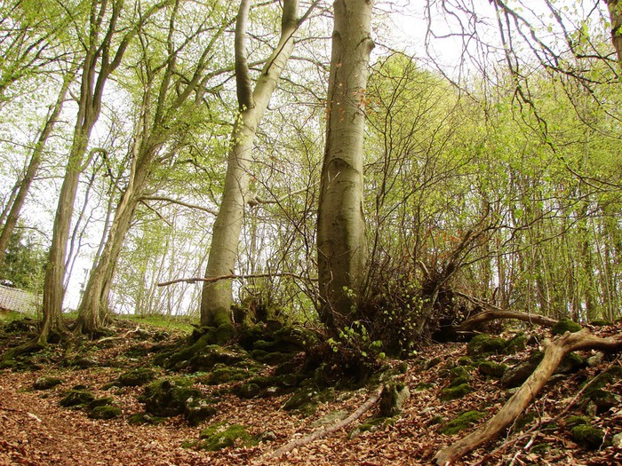 DSC09714 (700x525, 221Kb)