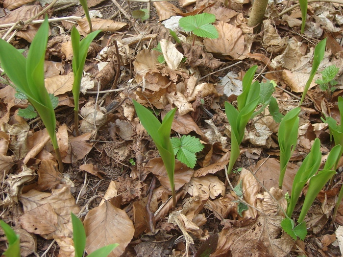 DSC09703 (700x525, 268Kb)