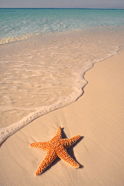 3981180_starfishonbeach (244x366, 44Kb)