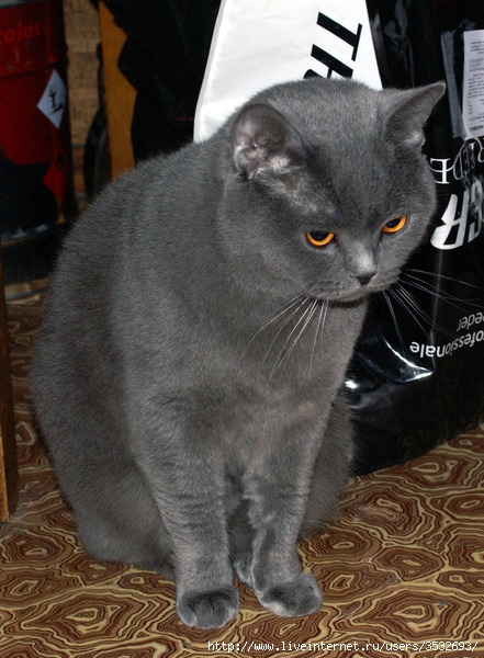 DSC03684 (441x600, 219Kb)