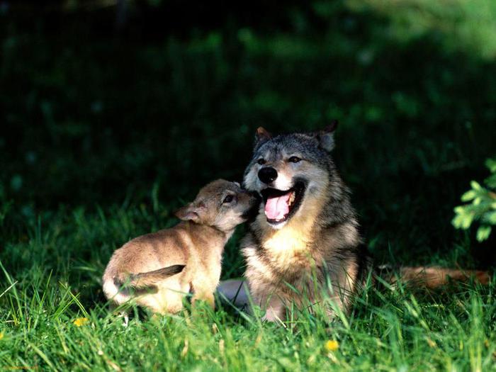 Mothers-Love---Wolf-With-Cub-1 (700x525, 50Kb)