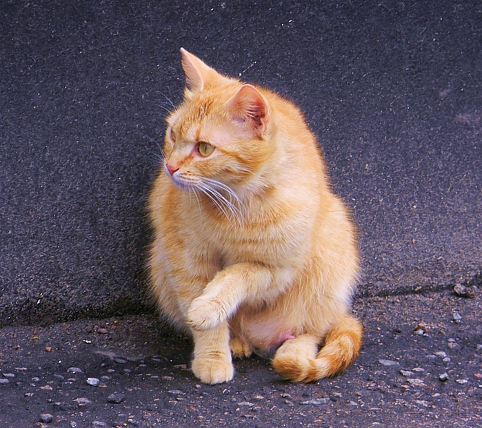 4344169_100413312 (700x620, 407Kb)