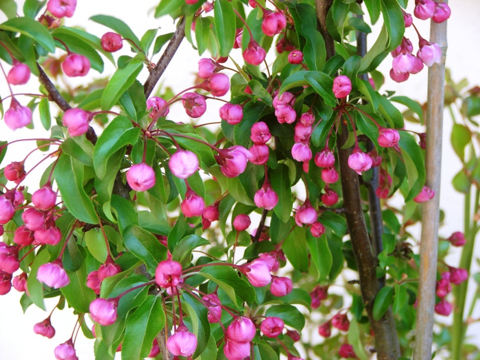 DSC09816 (700x525, 259Kb)