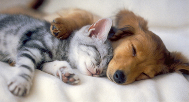 4269403_rcp101kittenpuppy (659x357, 177Kb)