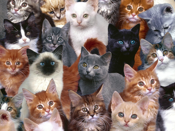 Collection of Kittens (700x525, 165Kb)