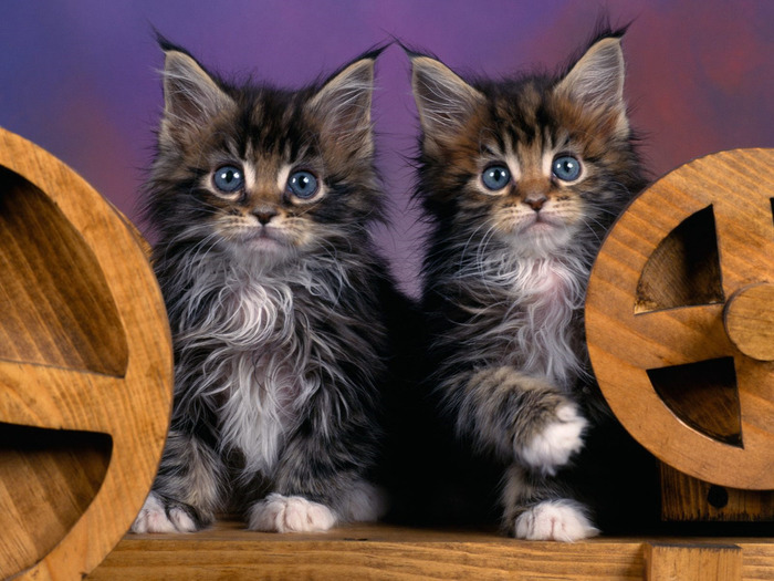Maine Coon Kittens (700x525, 131Kb)