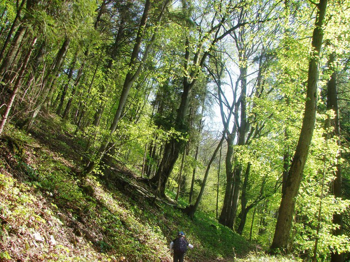 DSC09946 (700x525, 215Kb)