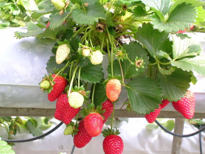 q-Strawberries (700x525, 85Kb)