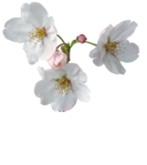  blossom stem (453x508, 183Kb)