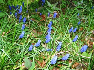 IMG_4076 (314x235, 86Kb)